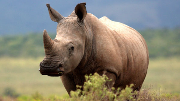 பெண் காண்டாமிருகம் 