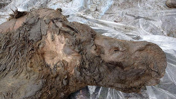 காண்டாமிருகம் உடல் சிதையவில்லை 