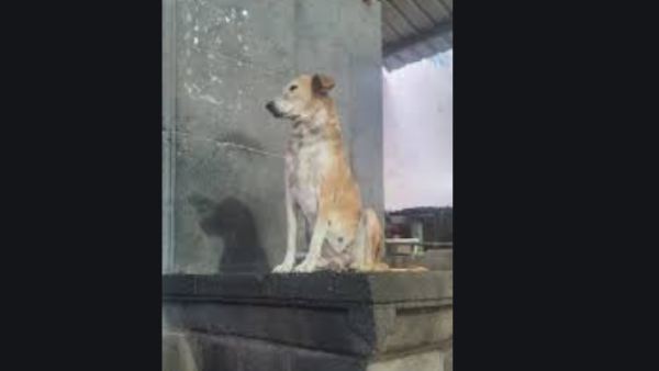 ஆசிர்வதிக்கும நாய் 