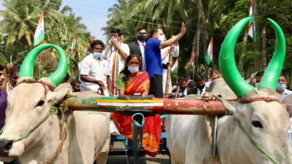 TN Assembly Election 2021: Rahul Gandhi rides bullock cart in Karur TN Assembly Election 2021: Rahul Gandhi rides bullock cart in Karur