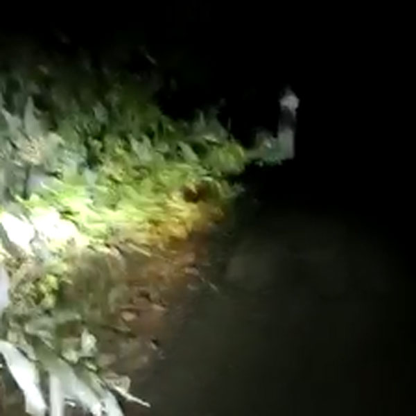 காட்டு பகுதி 