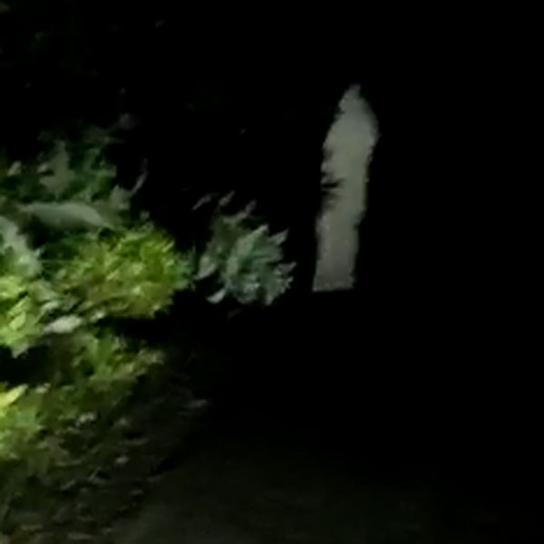 வீடியோ 