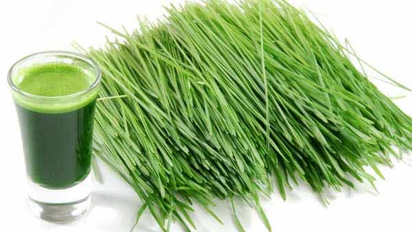 அருகம்புல்லை குடித்தால் என்ன நன்மை அருகம்புல்லை குடித்தால் என்ன நன்மை