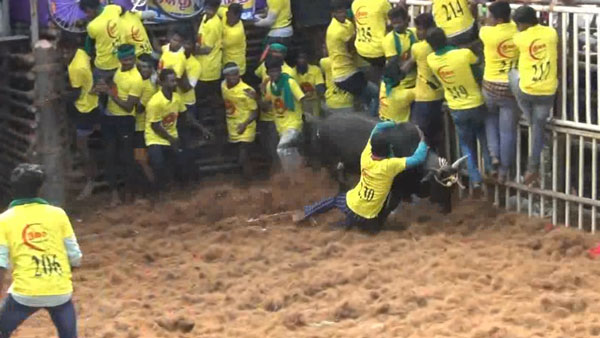 கோவையில் ஜல்லிக்கட்டு 