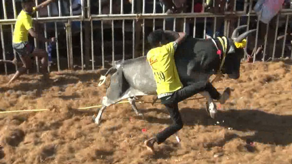 காளைகளை அடக்கிய காளையர்கள் 