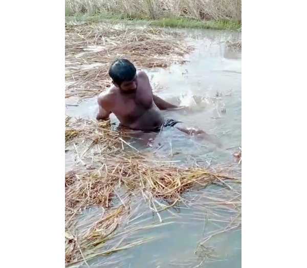 அறுவடைக்குத் தயாரான நெற்பயிர்கள் அறுவடைக்குத் தயாரான நெற்பயிர்கள்