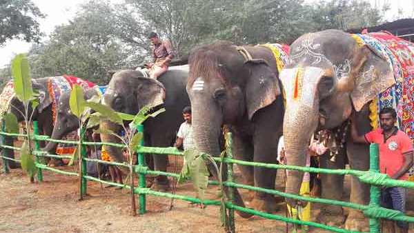 யானைகள் புத்துணர்வு முகாம் 