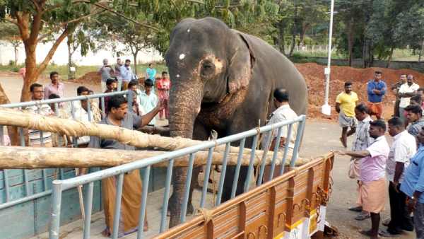 யானைகளுக்கு மசாஜ் உண்டு 