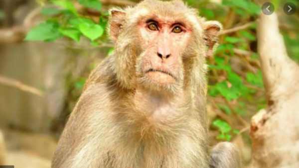 பழைய காலத்து நோய்