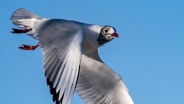 எடுத்துக்கொண்ட பறந்த கடற்பறவை