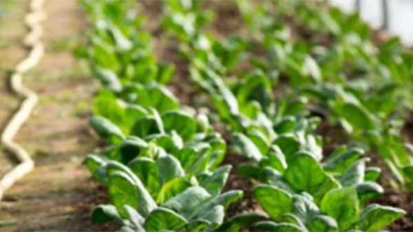 பஞ்சத்தைக் கண்டுபிடிக்கும்