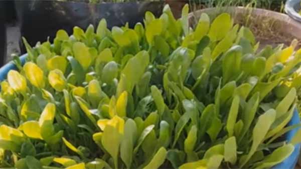 வெடி மருந்தை கண்டுபிடிக்கும் கீரை