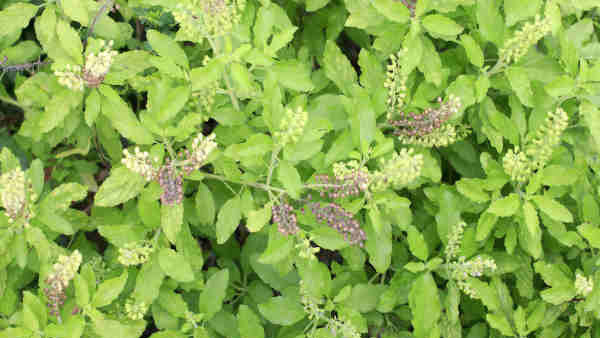 துளசி மாலை அவசியம் 