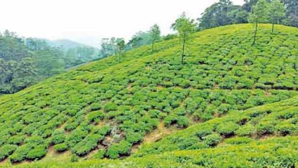 Who is contest in Ambasamudram constituency 