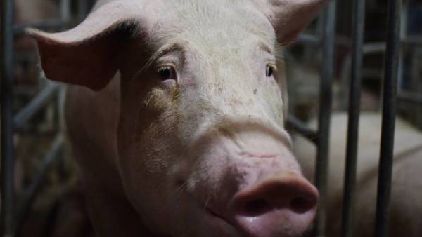 சீனாவில் கடும் பாதிப்பு 