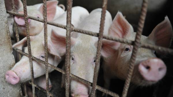 பன்றிக் காய்ச்சல் பாதிப்பு 