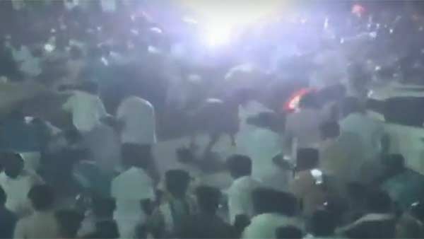 காளை மாடுகள்