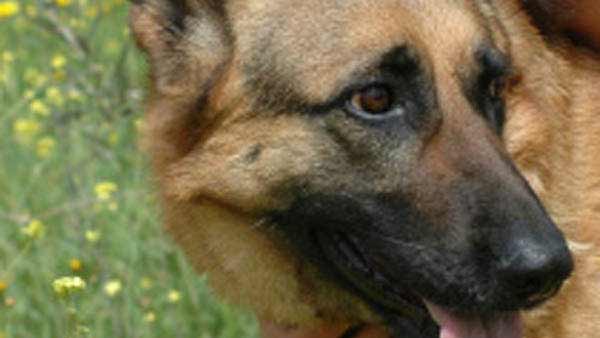 மீண்டும் சம்பவம் மீண்டும் சம்பவம்