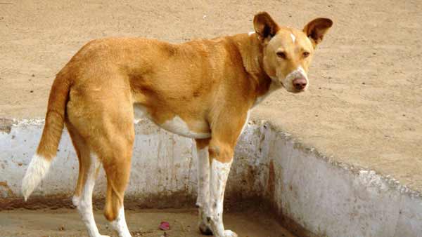 நாய்களுடன் உறவு நாய்களுடன் உறவு