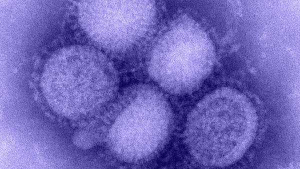 மனிதர்களுக்கு தீங்கு இல்லை 