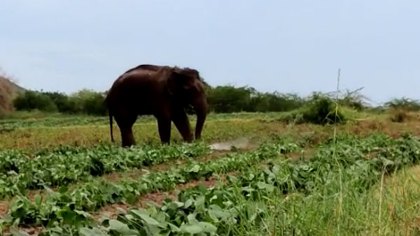 விறகு விறகு