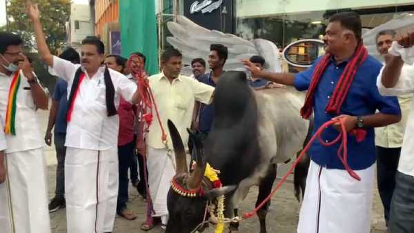 DMK candidate Karthikeya Sivasenapathy walking with Kangayam bull, the video went viral DMK candidate Karthikeya Sivasenapathy walking with Kangayam bull, the video went viral