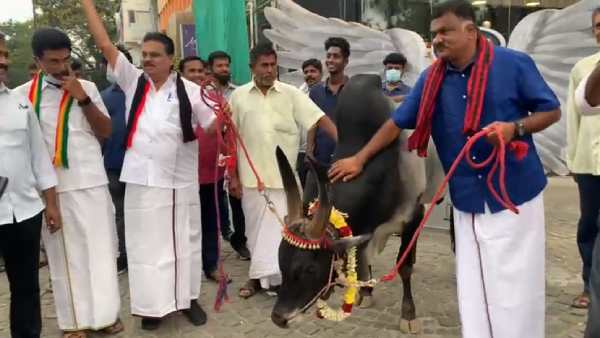 DMK candidate Karthikeya Sivasenapathy walking with Kangayam bull, the video went viral DMK candidate Karthikeya Sivasenapathy walking with Kangayam bull, the video went viral