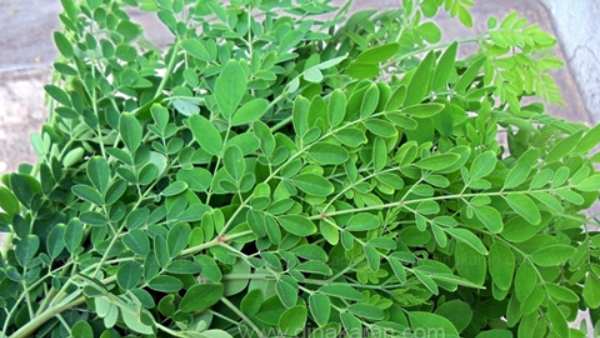 முருங்கை கீரை 