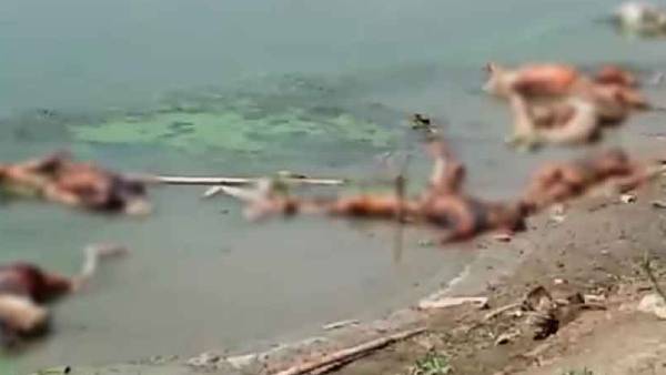 கொரோனாவின் கோர முகம் கொரோனாவின் கோர முகம்