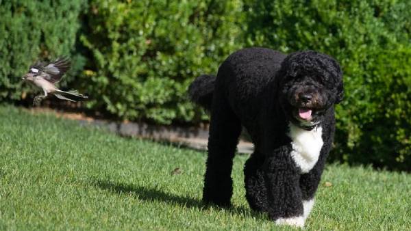 போவுக்கு பிரியாவிடை