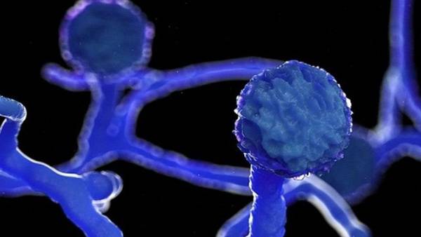 கருப்பு பூஞ்சை