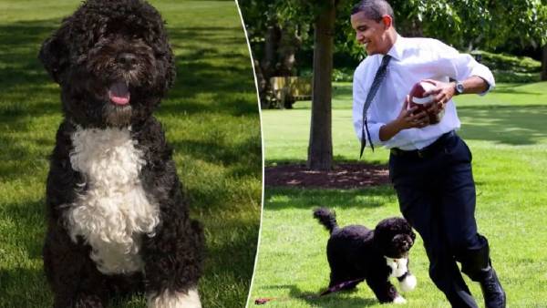 அருமையான நாய்