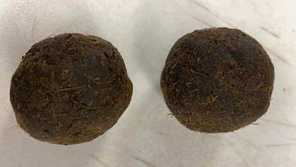 மாட்டு சாணத்தின் மகிமை 