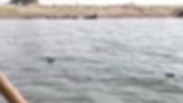 Dead bodies found floating in Ganga near Patnas Gulabi Ghat