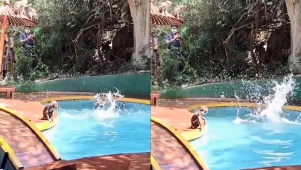 Monkeys take a jolly bath in swimming pool Monkeys take a jolly bath in swimming pool