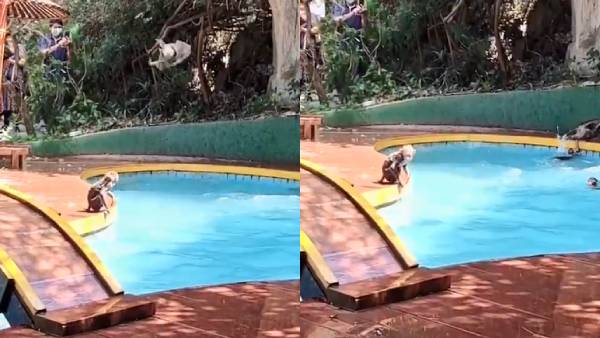 Monkeys take a jolly bath in swimming pool Monkeys take a jolly bath in swimming pool