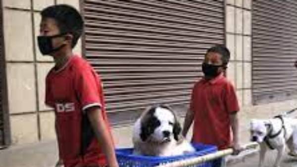 விலங்குகளை கைவீடாதீர்கள் 