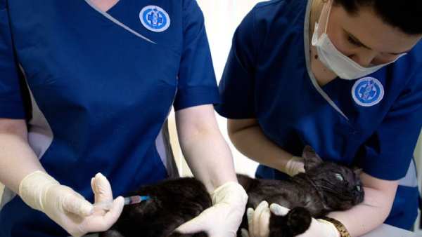 செல்ல பிராணிகளுக்கு கொரோனா தடுப்பூசி