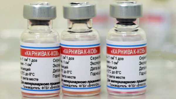 ரஷ்யாவில் செல்ல பிராணிகளுக்குத் தடுப்பூசி