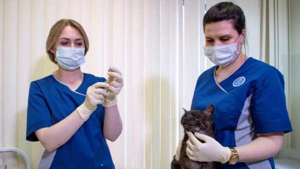 விலங்குகள் மத்தியில் கொரோனா