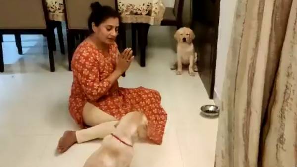 சமத்து நாய்கள் சமத்து நாய்கள்
