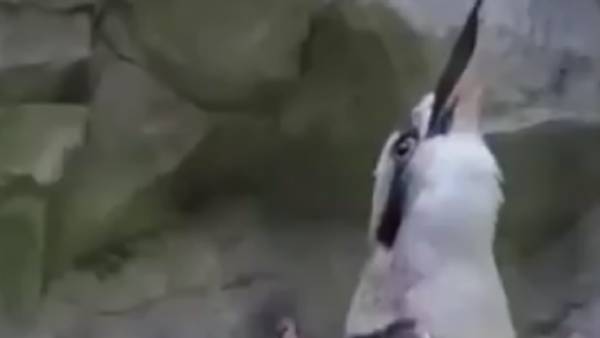 நுரையீரல் 