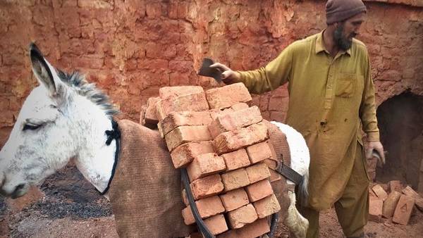 56 லட்சம் கழுதைகள் 