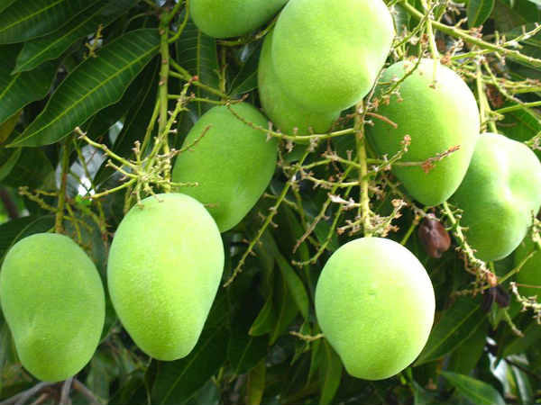 கல்வித் தடை கல்வித் தடை