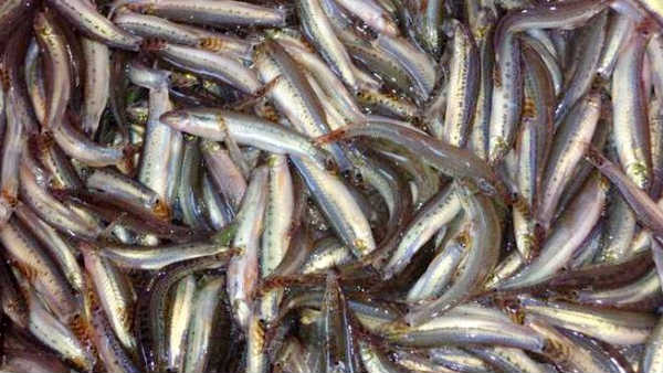 சமைக்க தயார் 