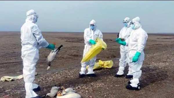 சீனாவில் பறவை காய்ச்சல்