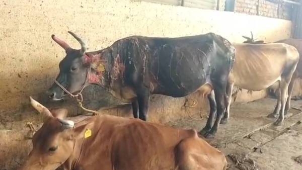 நாட்டு கலாச்சாரம் நாட்டு கலாச்சாரம்