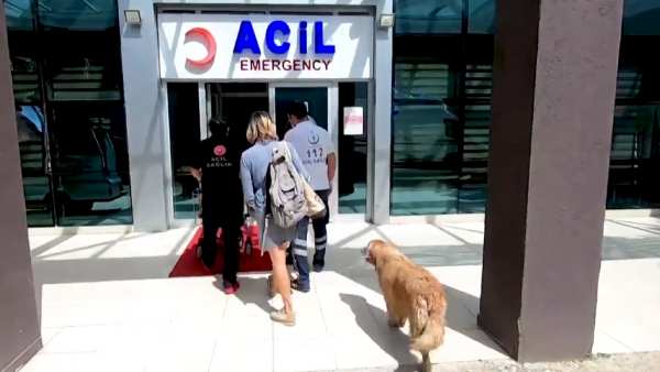  Affection dog waits outside a hospital for her owner Turkey