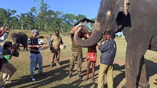 யானைகளுக்கு சமூக இடைவெளி வேண்டும் யானைகளுக்கு சமூக இடைவெளி வேண்டும்