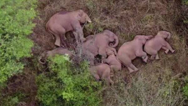 யானைகளின் சேட்டை 